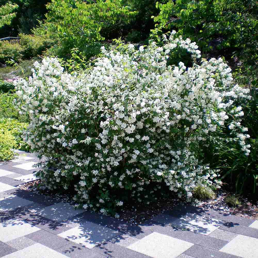 Lamaita Avalanche (Iasomie de gradina) Philadelphus, arbust flori albe duble, cu parfum de iasomie si floare de portocal