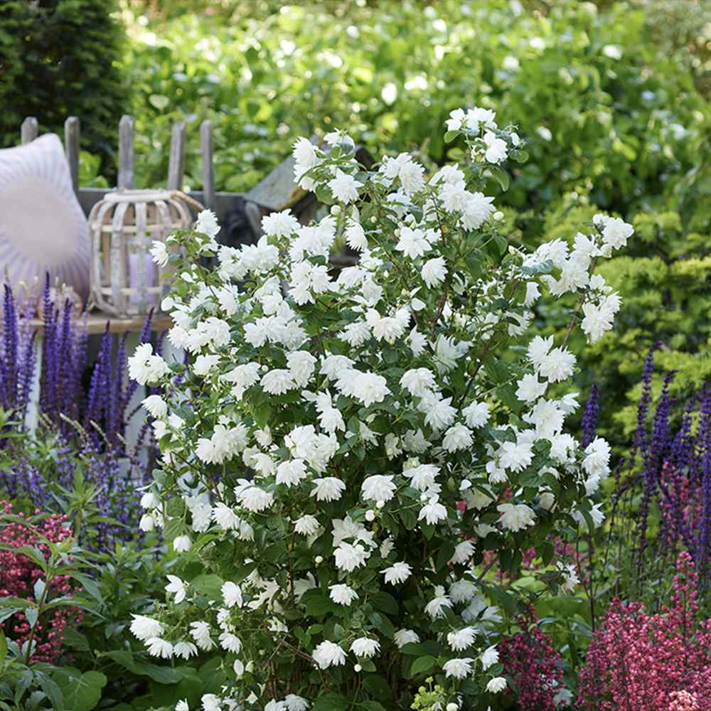 Iasomie falsa Philadelphus Snowbelle, arbust cu flori albe parfum iasomie si floare de portocal
