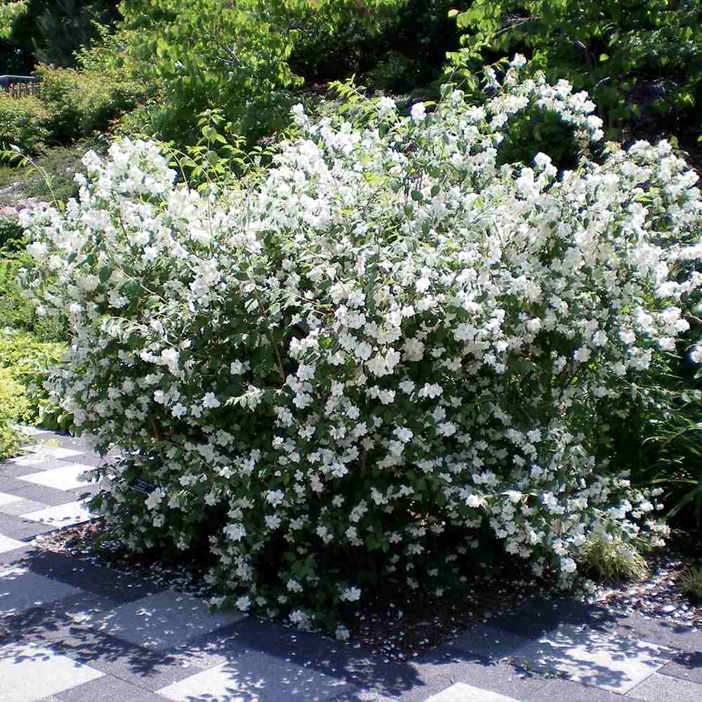 Iasomie falsa Philadelphus Snowbelle, arbust cu flori albe parfum iasomie si floare de portocal