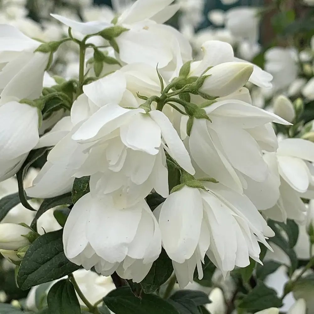 Iasomie falsa Philadelphus Snowbelle, arbust cu flori albe parfum iasomie si floare de portocal