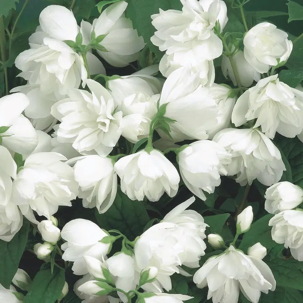 Iasomie falsa Philadelphus Snowbelle, arbust cu flori albe parfum iasomie si floare de portocal