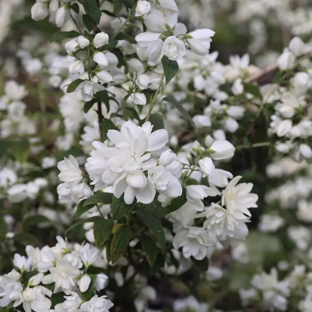 Iasomie falsa Philadelphus Snowbelle, arbust cu flori albe parfum iasomie si floare de portocal