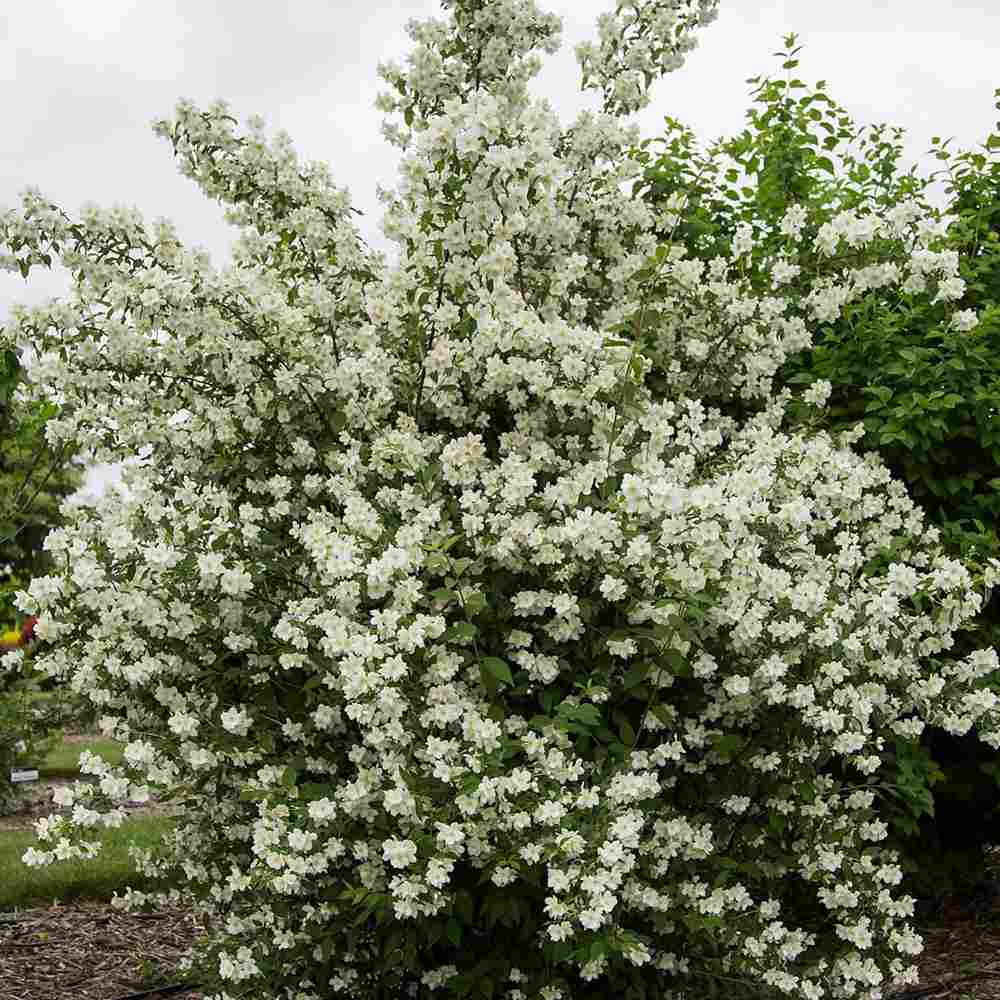 Iasomie falsa Philadelphus Snowbelle, arbust cu flori albe parfum iasomie si floare de portocal