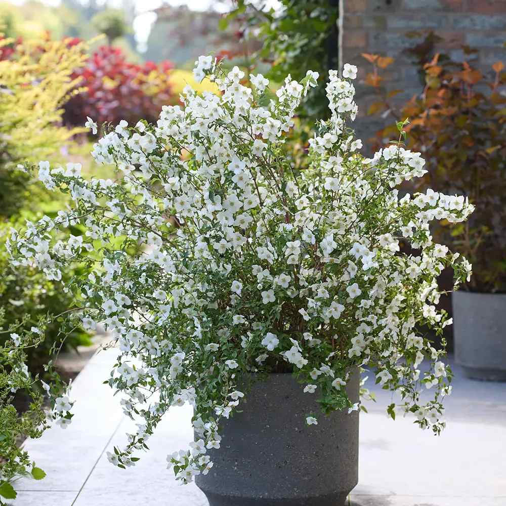 Iasomie falsa Philadelphus Snowbelle, arbust cu flori albe parfum iasomie si floare de portocal