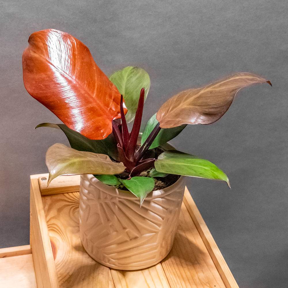 Philodendron Cherry Red, 50-60 cm, planta de interior cu frunze rosii, usor de ingrijit