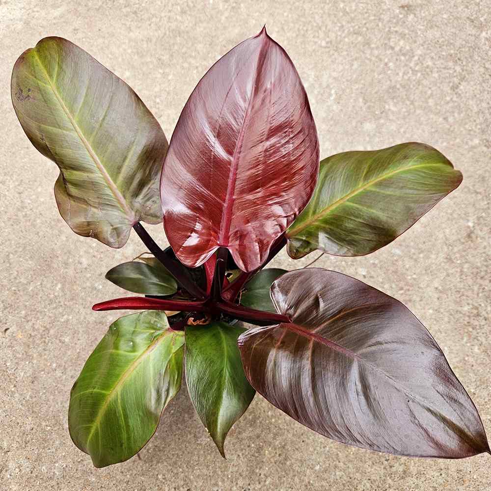 Philodendron Cherry Red, 50-60 cm, planta de interior cu frunze rosii, usor de ingrijit