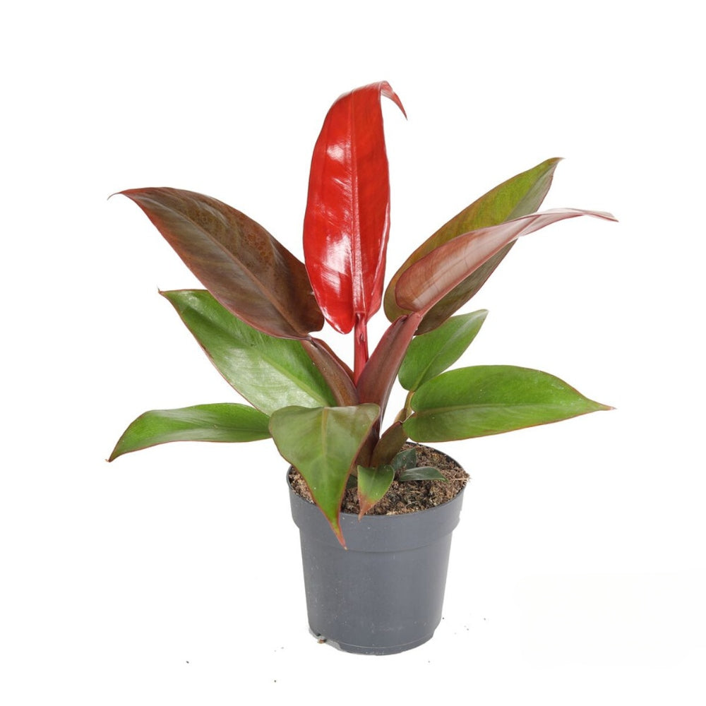 Philodendron Sun Red, 70 cm, planta de interior cu frunze rosii, usor de ingrijit