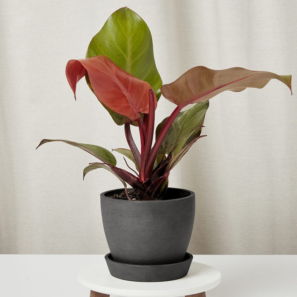 Philodendron Sun Red, 70 cm, planta de interior cu frunze rosii, usor de ingrijit