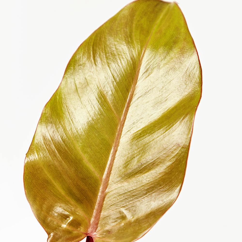 Philodendron Sun Red, 70 cm, planta de interior cu frunze rosii, usor de ingrijit