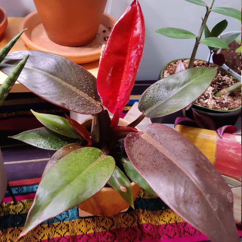 Philodendron Sun Red, 70 cm, planta de interior cu frunze rosii, usor de ingrijit