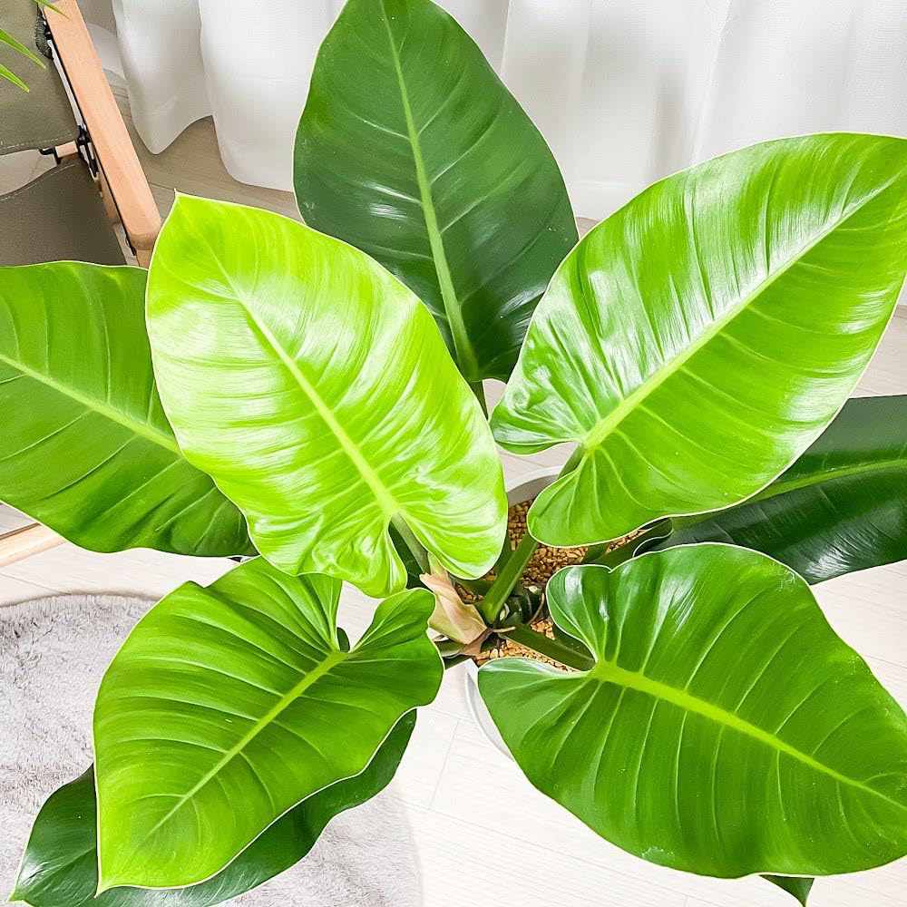 Philodendron Imperial Green, 70 cm, planta de interior cu frunze verzi, usor de ingrijit