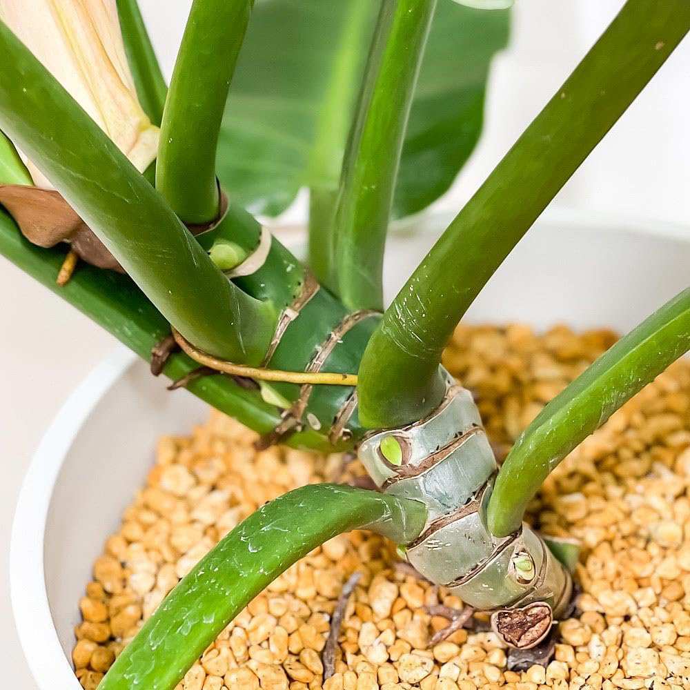 Philodendron Imperial Green, 70 cm, planta de interior cu frunze verzi, usor de ingrijit