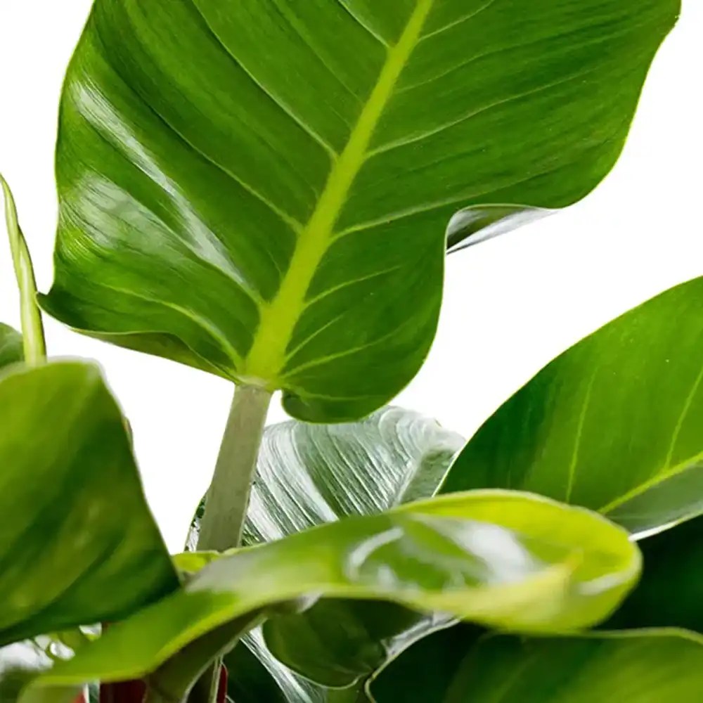 Philodendron Imperial Green, 70 cm, planta de interior cu frunze verzi, usor de ingrijit