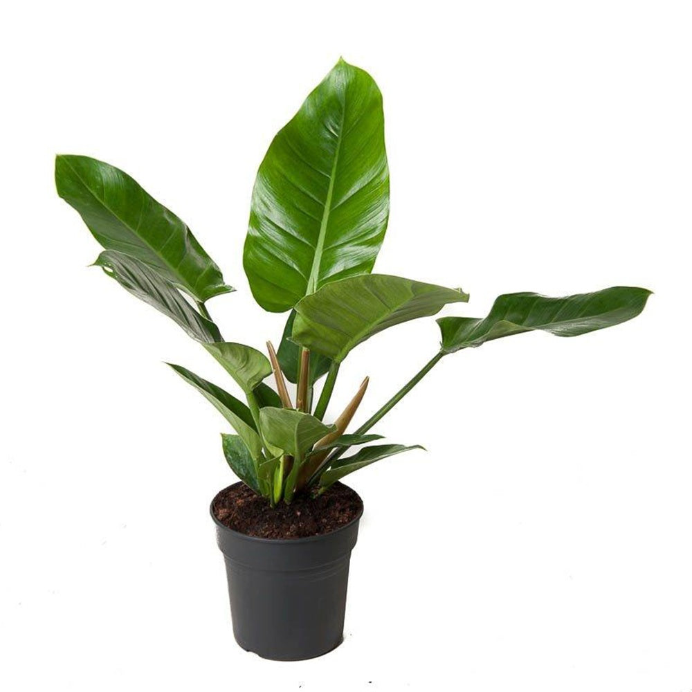 Philodendron Imperial Green, 70 cm, planta de interior cu frunze verzi, usor de ingrijit