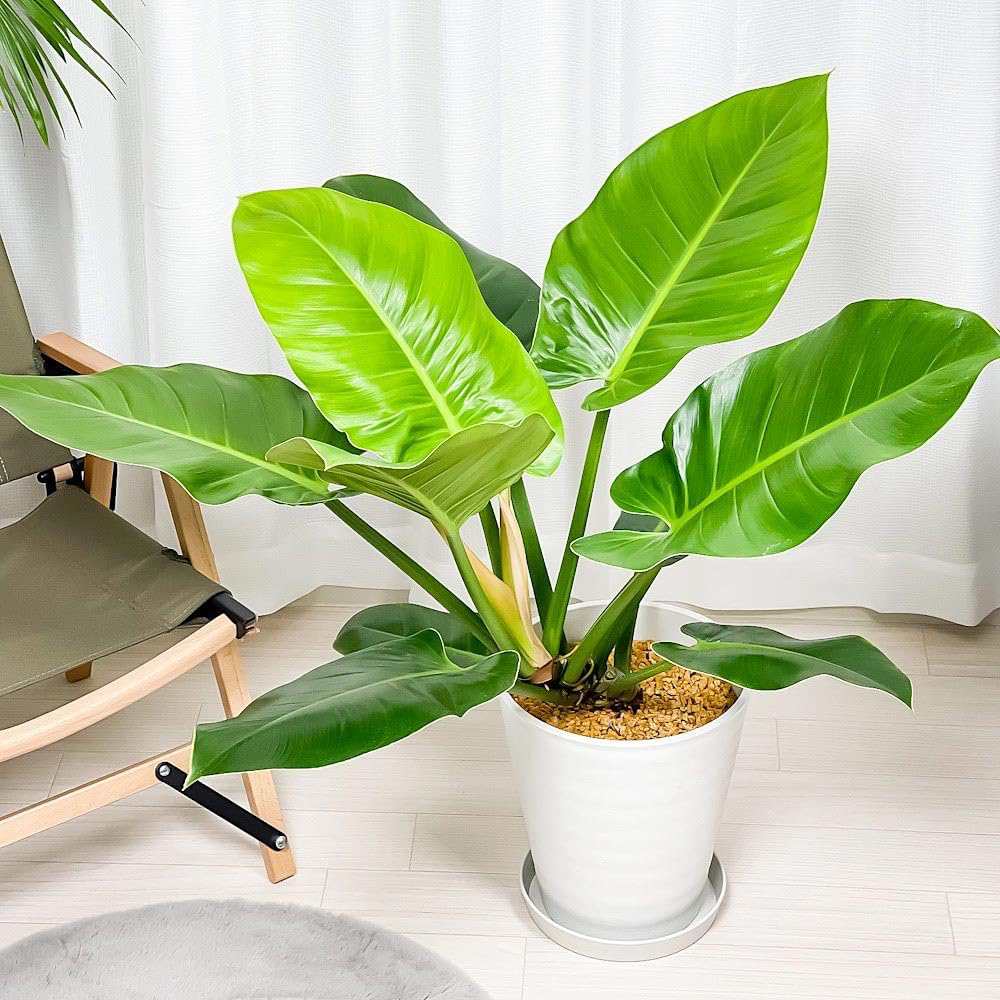 Philodendron Imperial Green, 70 cm, planta de interior cu frunze verzi, usor de ingrijit