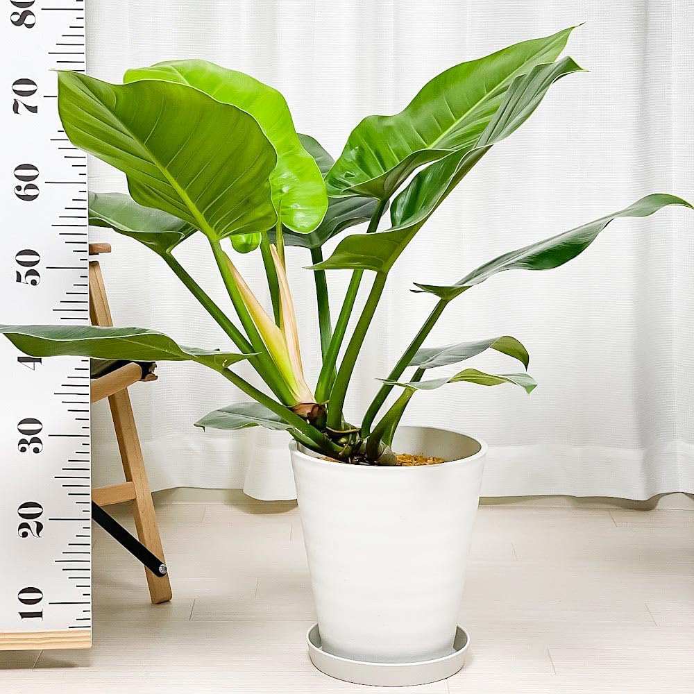 Philodendron Imperial Green, 70 cm, planta de interior cu frunze verzi, usor de ingrijit
