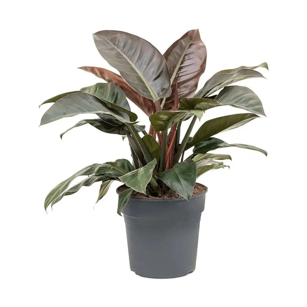 Philodendron Imperial Red, planta de interior cu frunze mari rosii lucioase, decor exotico-modern si purificator natural de aer - 70 cm