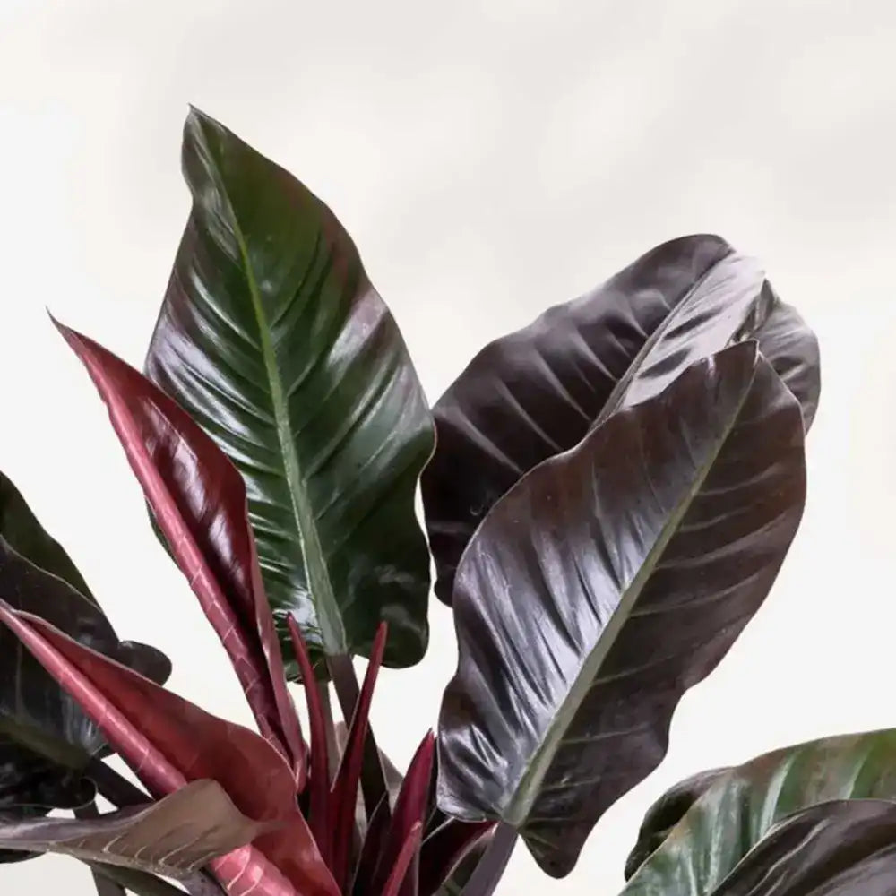 Philodendron Imperial Red, planta de interior cu frunze mari rosii lucioase, decor exotico-modern si purificator natural de aer - 70 cm