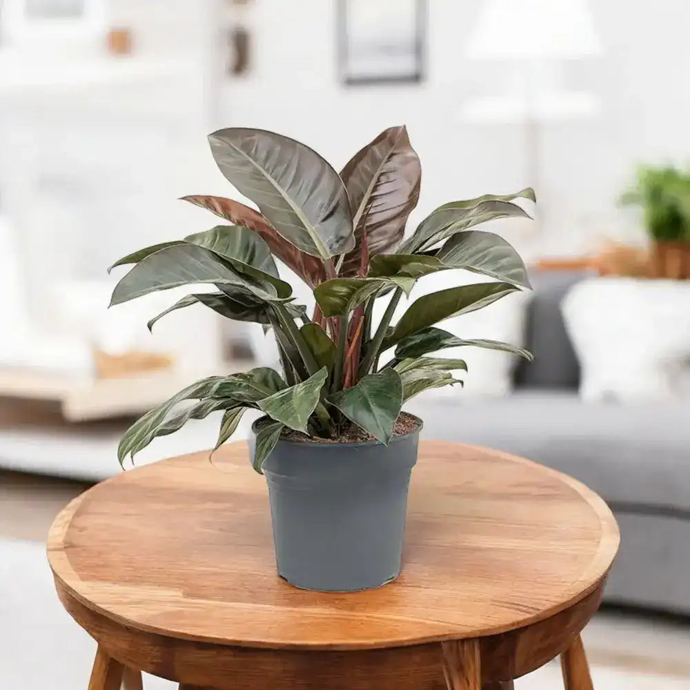 Philodendron Imperial Red, planta de interior cu frunze mari rosii lucioase, decor exotico-modern si purificator natural de aer - 70 cm