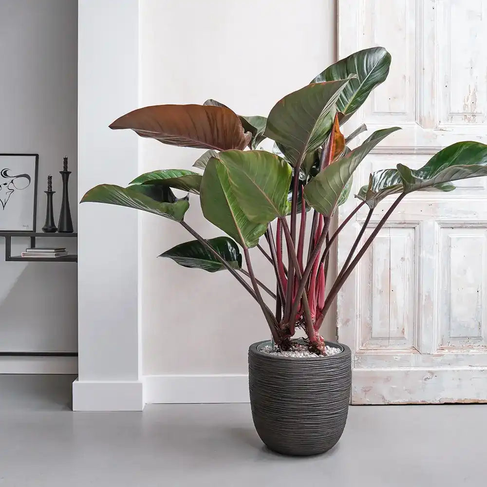 Philodendron Imperial Red, planta de interior cu frunze mari rosii lucioase, decor exotico-modern si purificator natural de aer - 70 cm