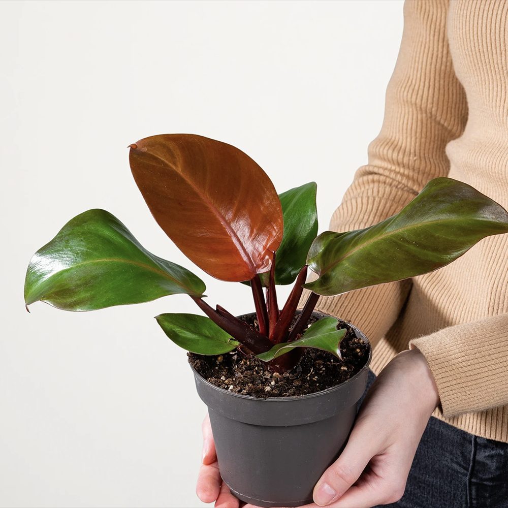 Philodendron Sunlight, 35-40 cm, planta de interior cu frunze rosii, usor de ingrijit, purifica aerul si aduce culoare casei tale