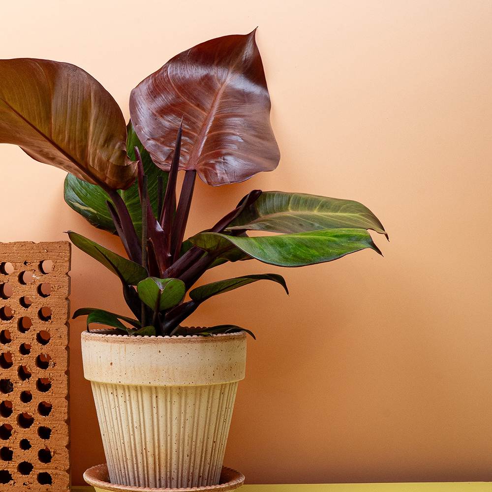 Philodendron Sunlight, 35-40 cm, planta de interior cu frunze rosii, usor de ingrijit, purifica aerul si aduce culoare casei tale