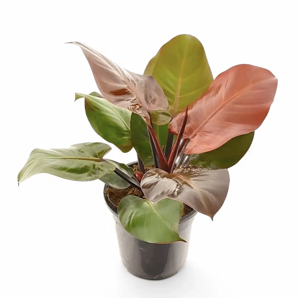 Philodendron Cherry Red, 50-60 cm, planta de interior cu frunze rosii, usor de ingrijit