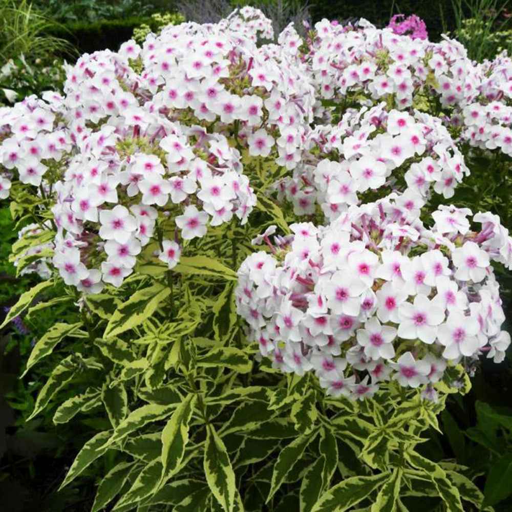 Brumarea Inalta Phlox paniculata Crème de Menthe, flori alb-roz, frunze decorative, parfumat