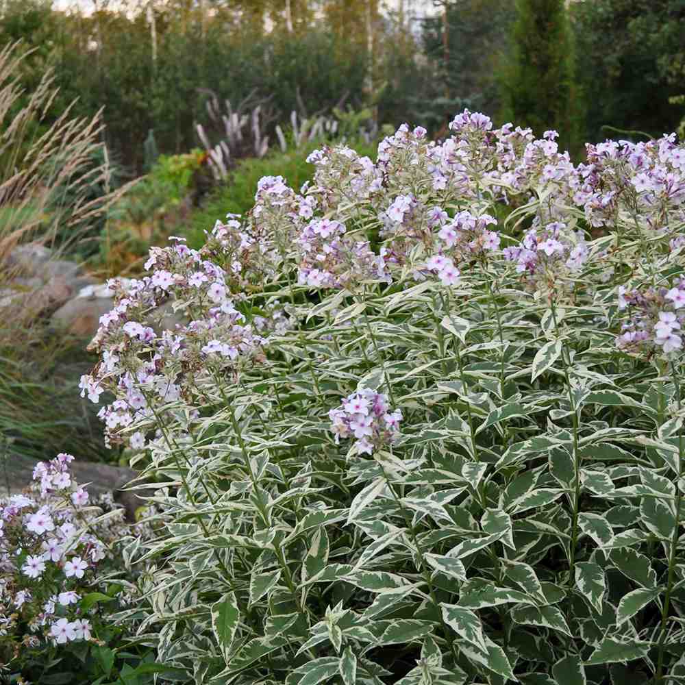Brumarea Inalta Phlox paniculata Crème de Menthe, flori alb-roz, frunze decorative, parfumat