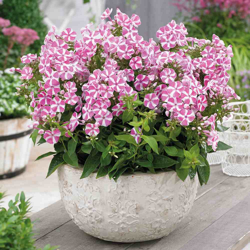 Brumarela Inalta Phlox paniculata Bambini Candy Crush, flori bicolor roz alb parfumate, planta perena compacta, crestere rapida