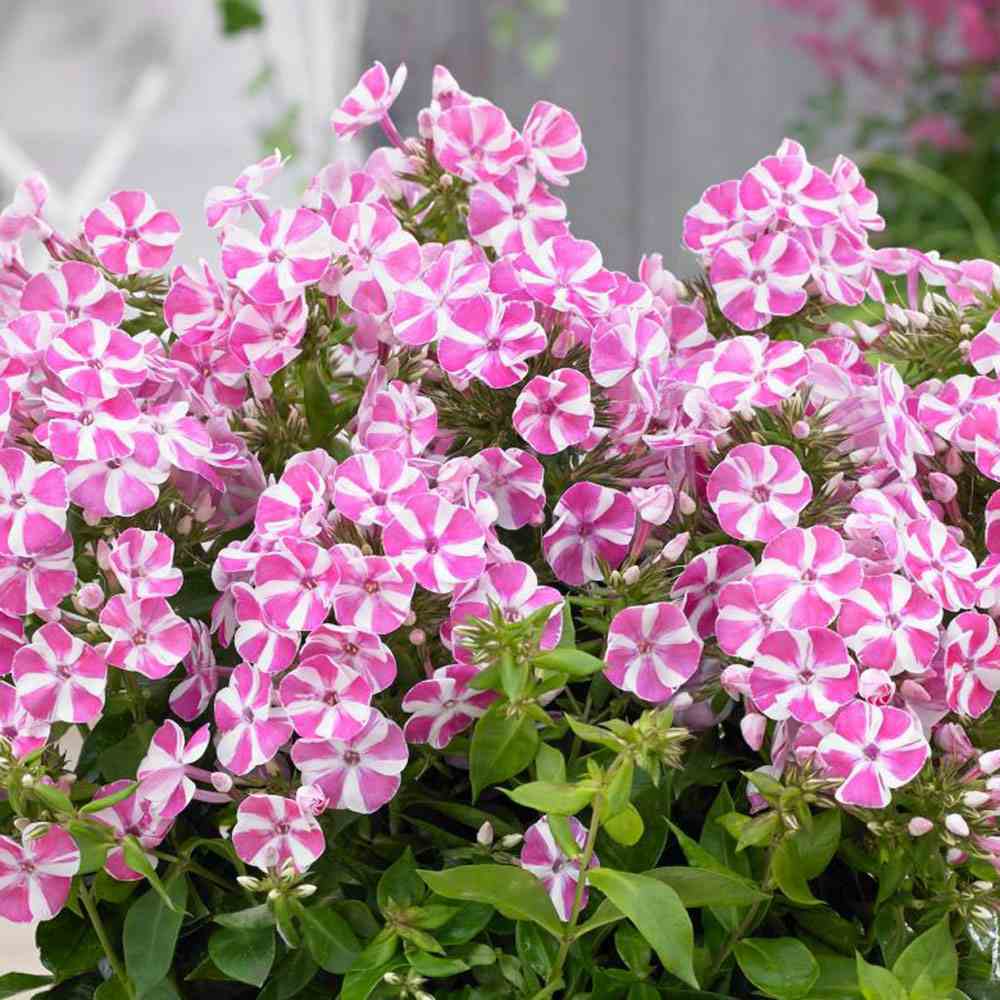 Brumarela Inalta Phlox paniculata Bambini Candy Crush, flori bicolor roz alb parfumate, planta perena compacta, crestere rapida