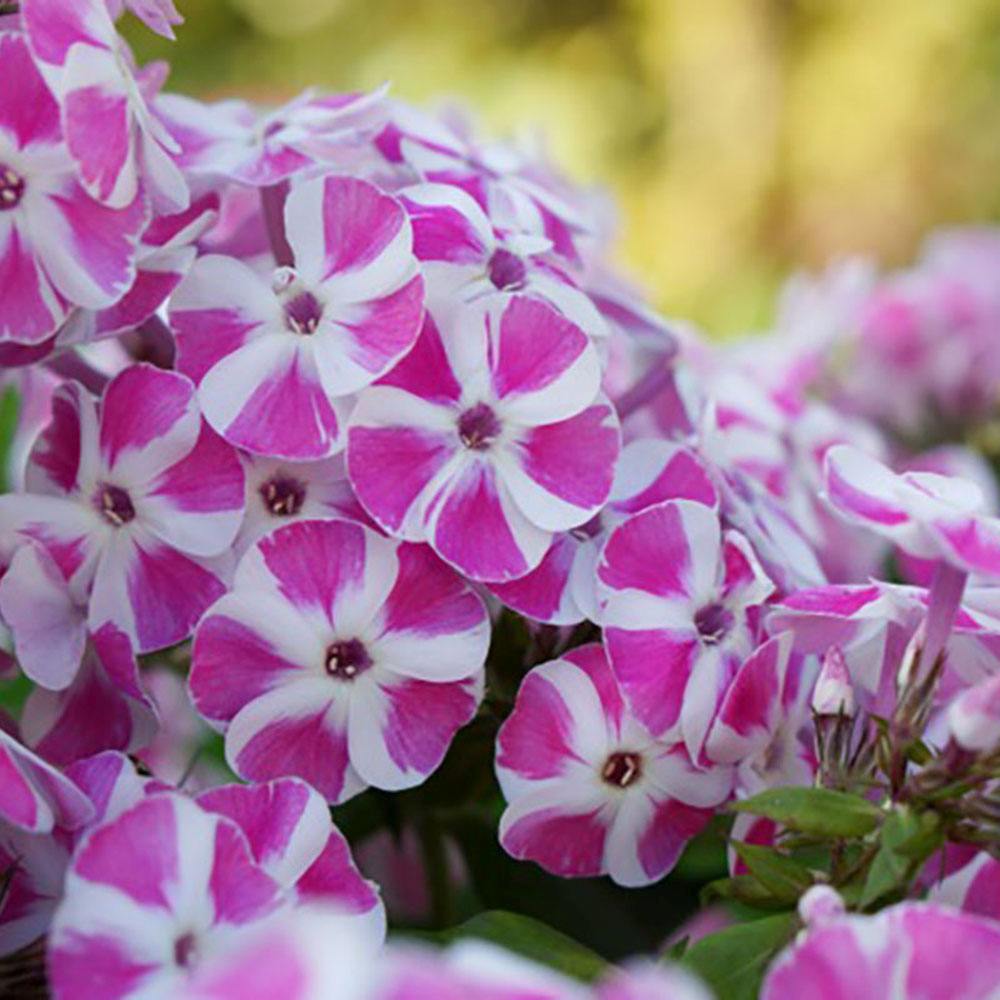 Brumarela Inalta Phlox paniculata Bambini Candy Crush, flori bicolor roz alb parfumate, planta perena compacta, crestere rapida
