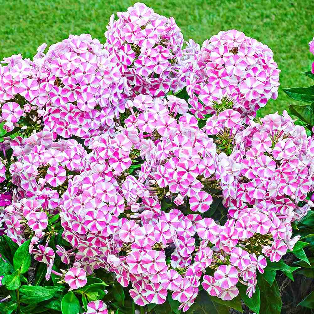 Brumarela Inalta Phlox paniculata Bambini Candy Crush, flori bicolor roz alb parfumate, planta perena compacta, crestere rapida