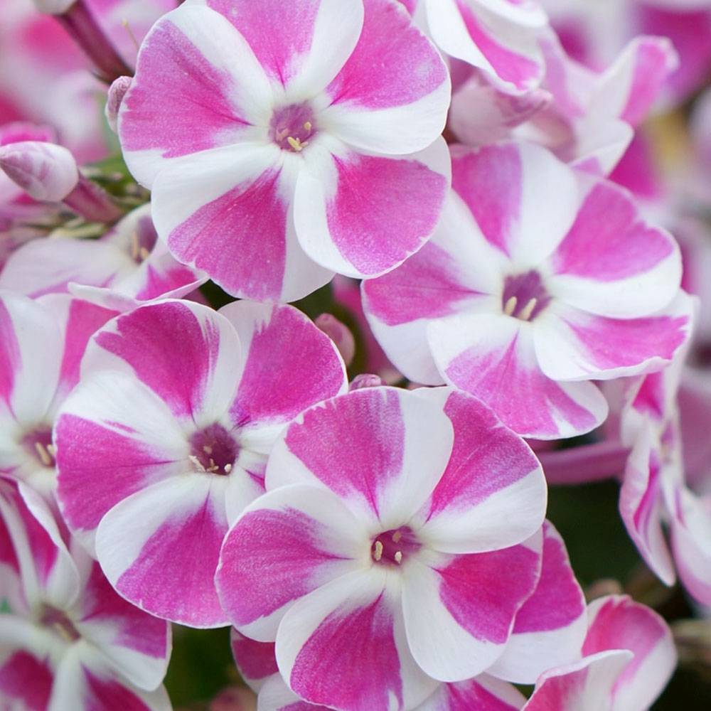 Brumarela Inalta Phlox paniculata Bambini Candy Crush, flori bicolor roz alb parfumate, planta perena compacta, crestere rapida