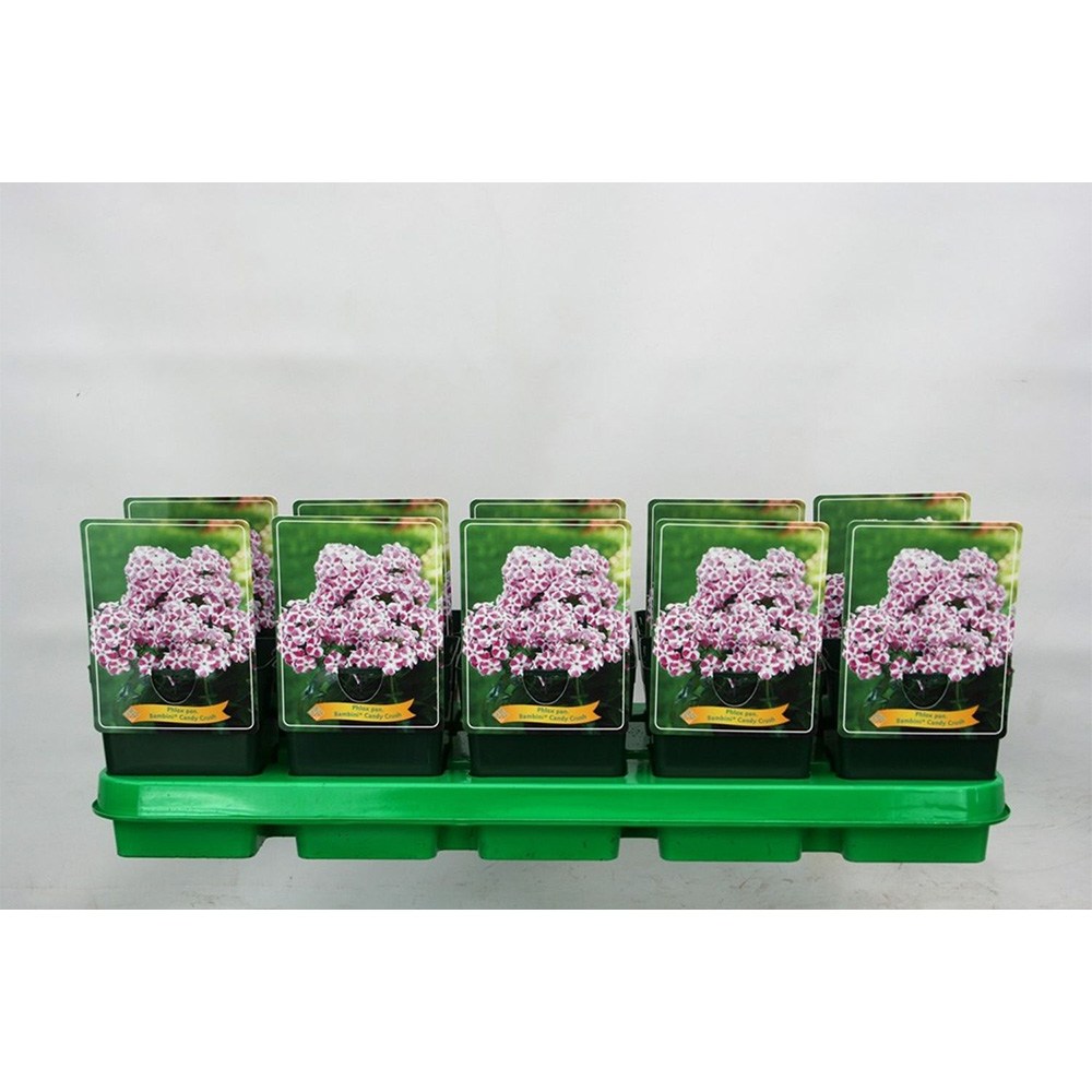 Brumarela Inalta Phlox paniculata Bambini Candy Crush, flori bicolor roz alb parfumate, planta perena compacta, crestere rapida