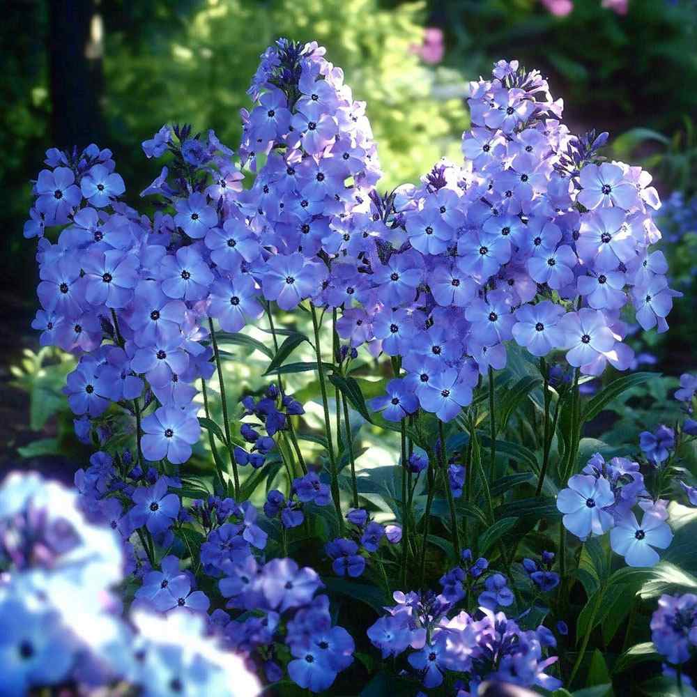 Brumarela Inalta Phlox paniculata Blue Boy, flori albastre- violet parfumat, planta perena cu crestere rapida, pentru gradina