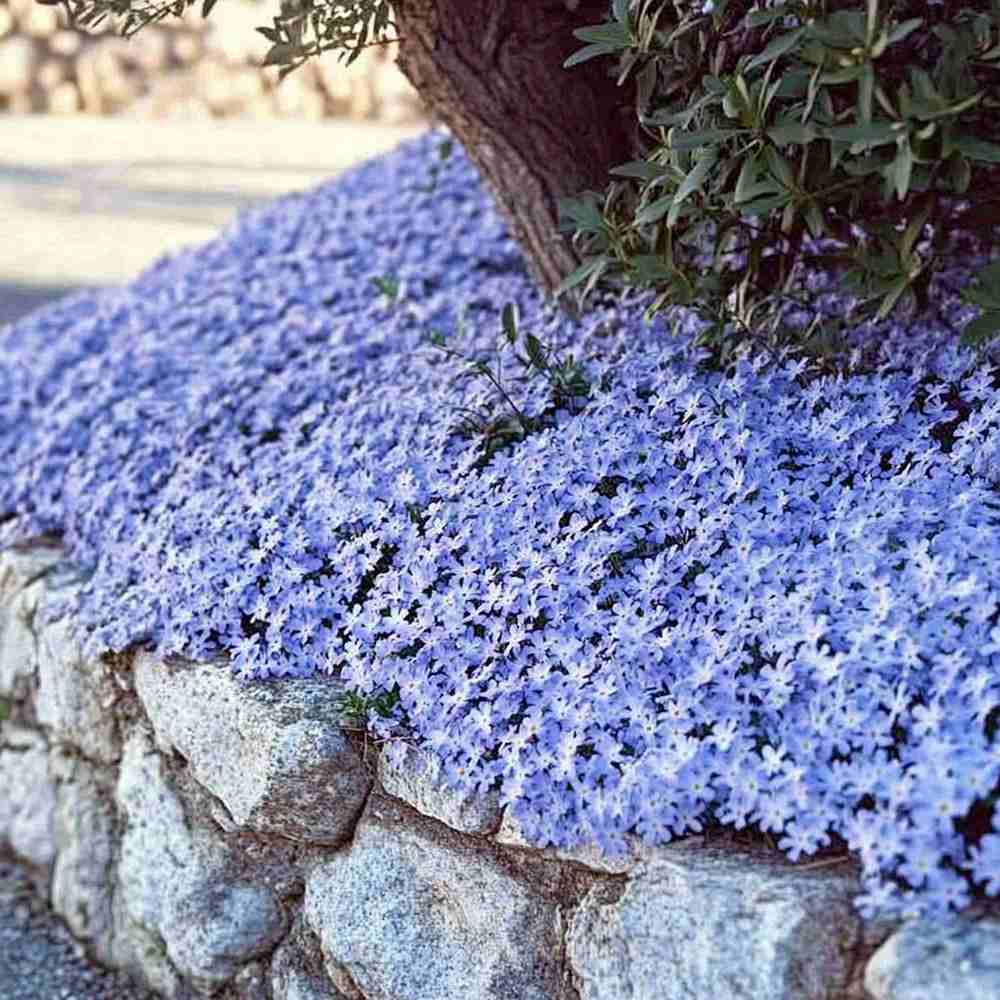 Brumarela Inalta Phlox paniculata Blue Boy, flori albastre- violet parfumat, planta perena cu crestere rapida, pentru gradina