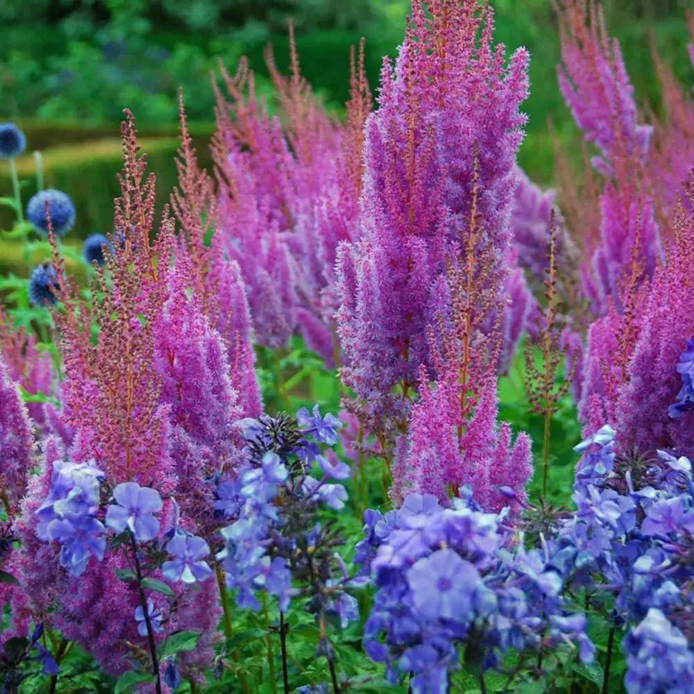 Brumarela Inalta Phlox paniculata Blue Boy, flori albastre- violet parfumat, planta perena cu crestere rapida, pentru gradina