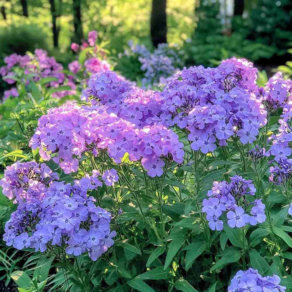 Brumarela Inalta Phlox paniculata Blue Boy, flori albastre- violet parfumat, planta perena cu crestere rapida, pentru gradina