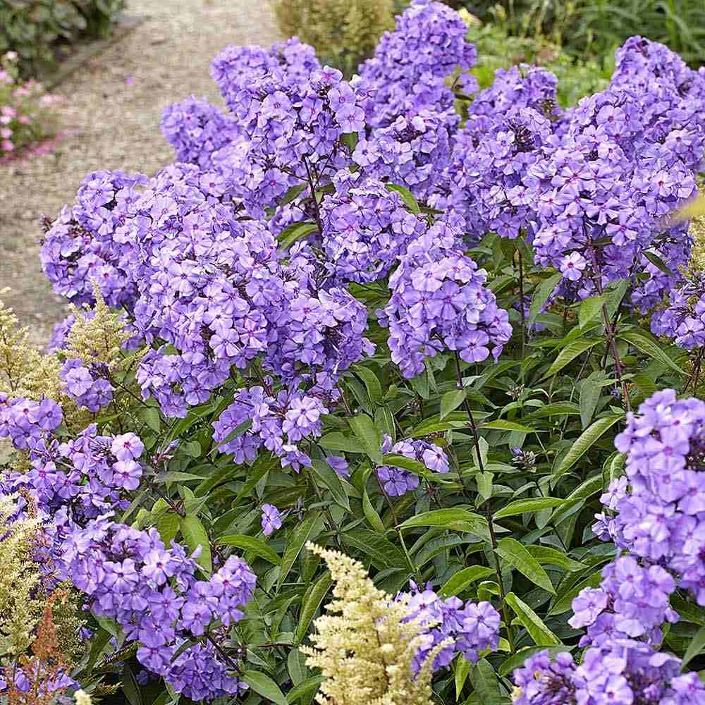 Brumarela Inalta Phlox paniculata Blue Paradise, flori albastre violet parfumat, planta perena cu crestere rapida, pentru gradina