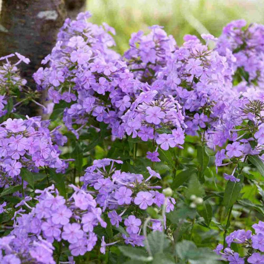 Brumarela Inalta Phlox paniculata Blue Paradise, flori albastre violet parfumat, planta perena cu crestere rapida, pentru gradina
