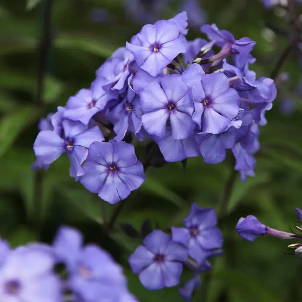 Brumarela Inalta Phlox paniculata Blue Paradise, flori albastre violet parfumat, planta perena cu crestere rapida, pentru gradina