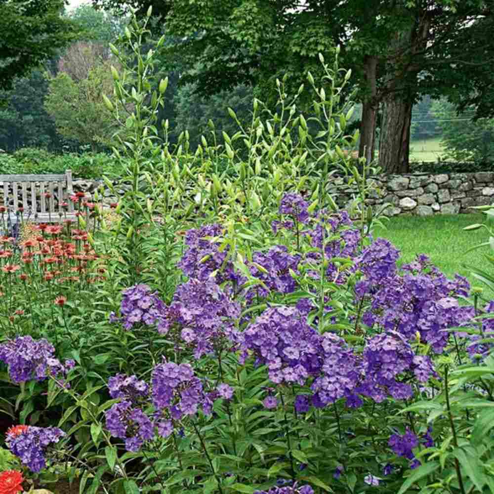 Brumarela Inalta Phlox paniculata Blue Paradise, flori albastre violet parfumat, planta perena cu crestere rapida, pentru gradina