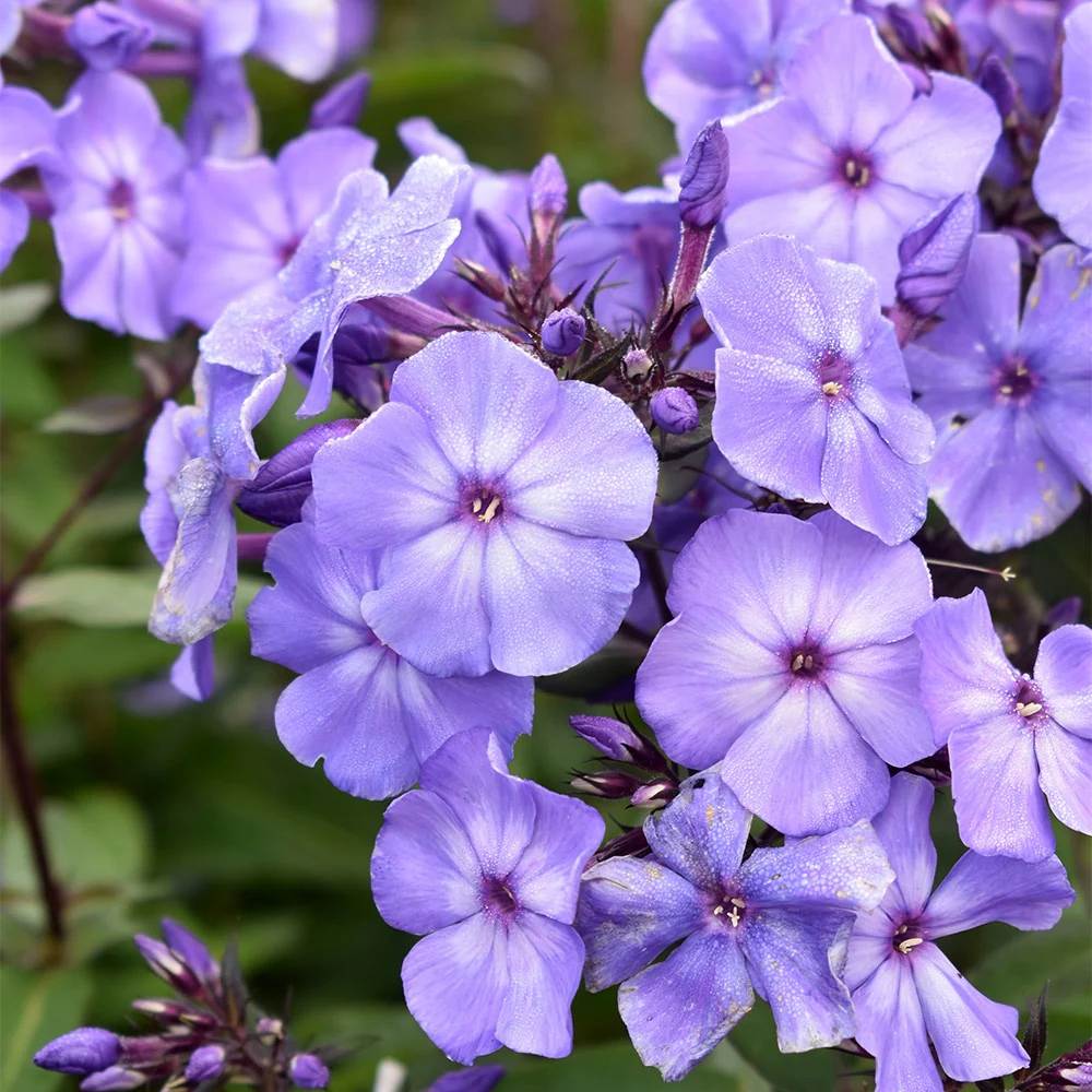 Brumarela Inalta Phlox paniculata Blue Paradise, flori albastre violet parfumat, planta perena cu crestere rapida, pentru gradina