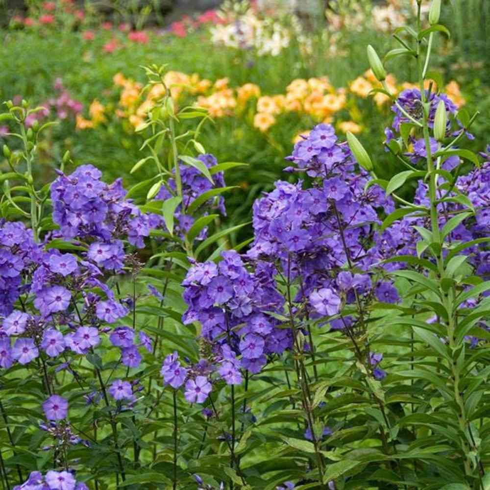Brumarela Inalta Phlox paniculata Blue Paradise, flori albastre violet parfumat, planta perena cu crestere rapida, pentru gradina