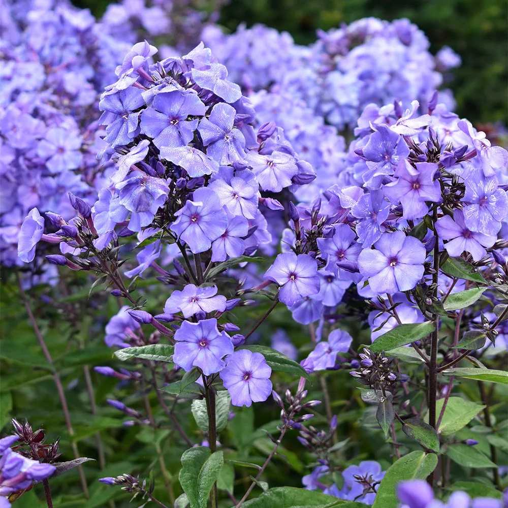 Brumarela Inalta Phlox paniculata Blue Paradise, flori albastre violet parfumat, planta perena cu crestere rapida, pentru gradina