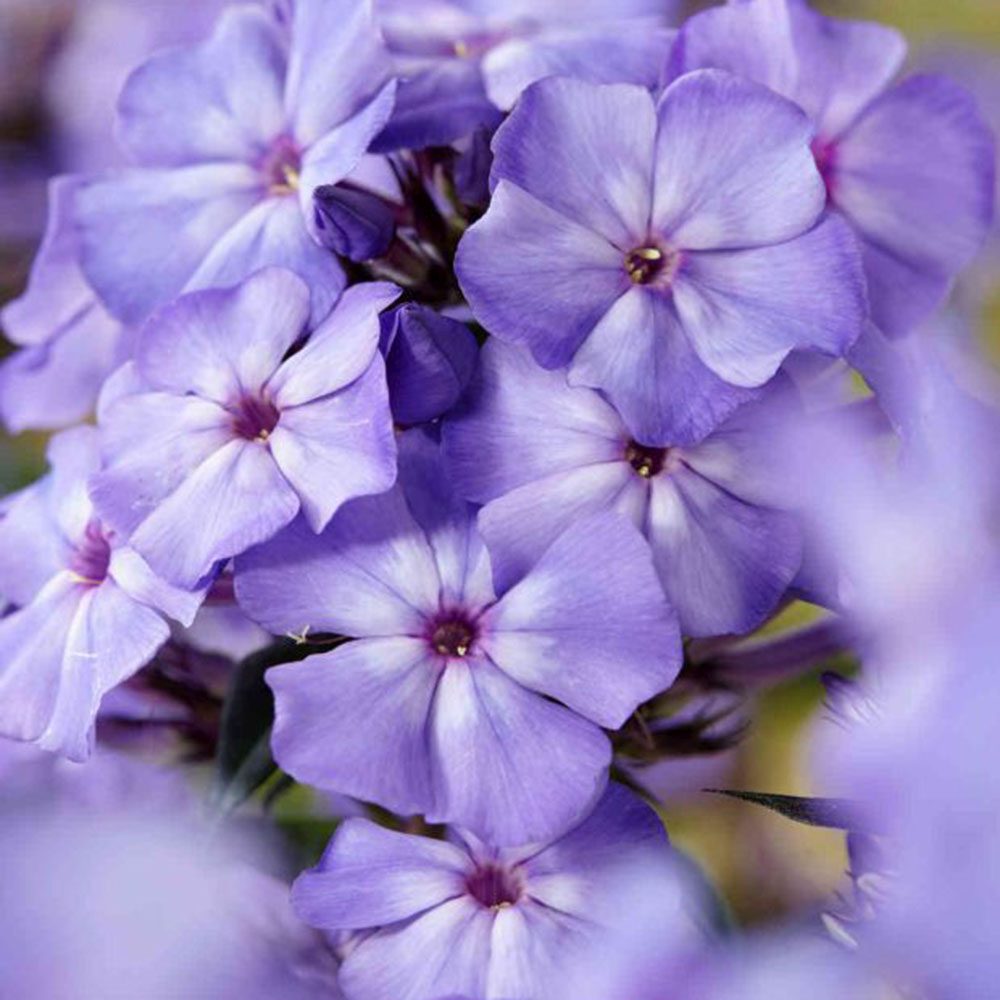 Brumarela Inalta Phlox paniculata Blue Paradise, flori albastre violet parfumat, planta perena cu crestere rapida, pentru gradina
