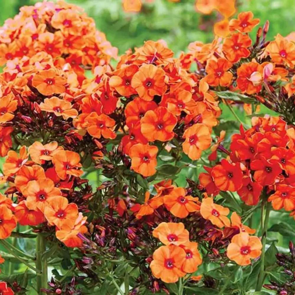 Brumarela Inalta Phlox paniculata Orange Perfection, flori portocalii parfumat, planta perena decorativ, crestere rapida