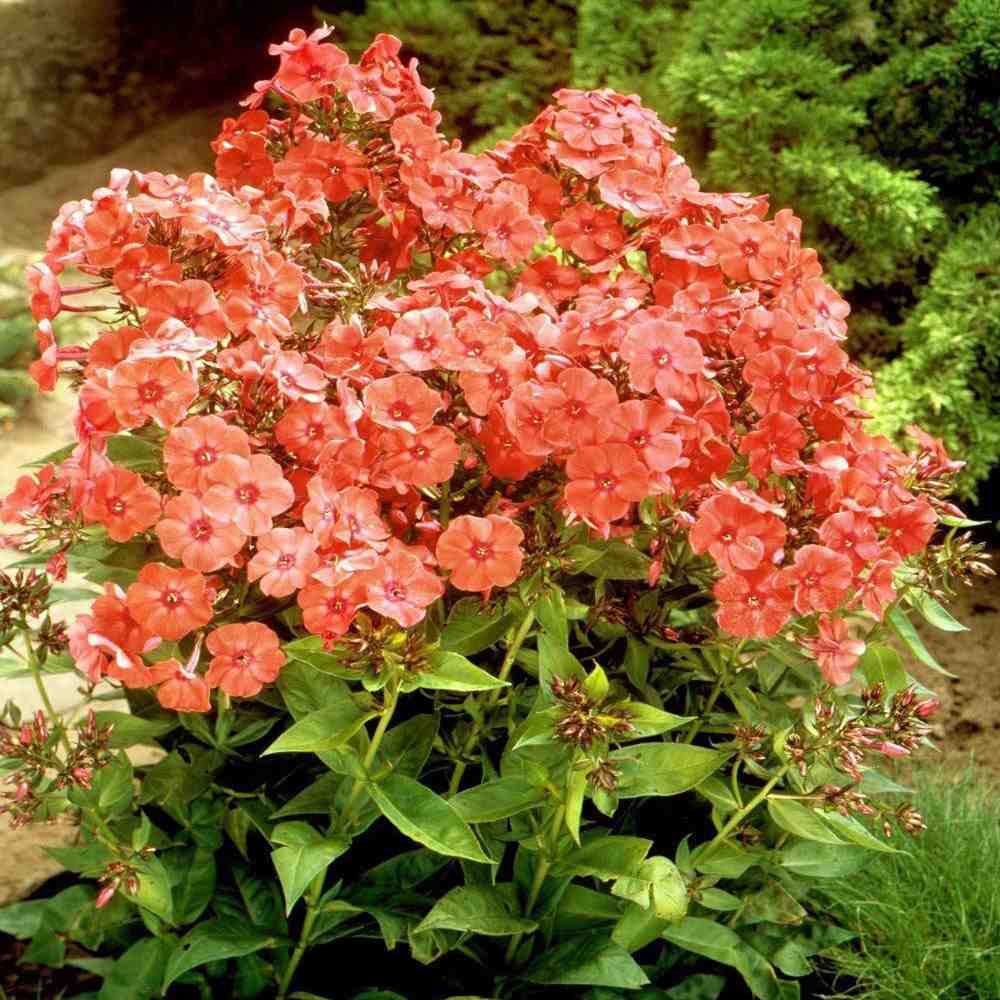 Brumarela Inalta Phlox paniculata Orange Perfection, flori portocalii parfumat, planta perena decorativ, crestere rapida