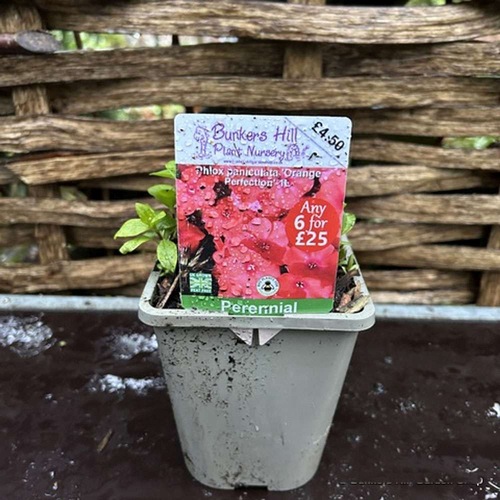 Brumarela Inalta Phlox paniculata Orange Perfection, flori portocalii parfumat, planta perena decorativ, crestere rapida